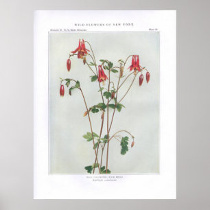 Wildes Columbine; Felsen Bell - Aquilegia Poster
