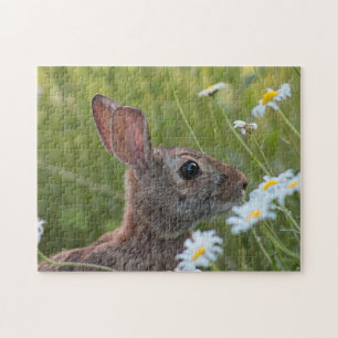 Wildes Häschen in den Gänseblümchen