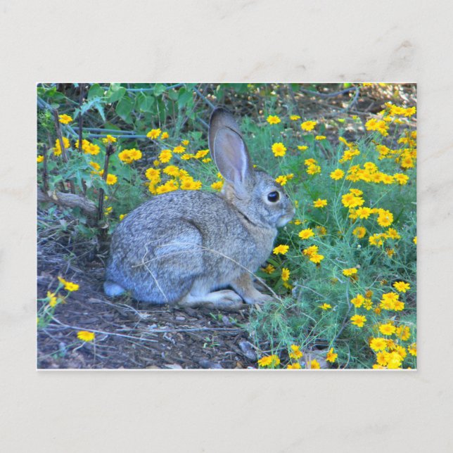Wildes Kaninchen in gelben Blumen Postkarte (Vorderseite)