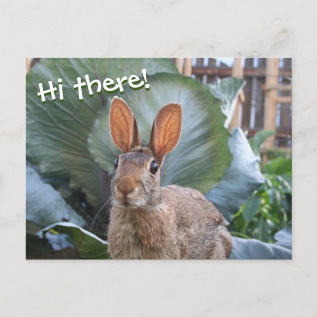 [Wildes Kaninchen] Niedlicher Hasen im Garten. Postkarte (Vorderseite)