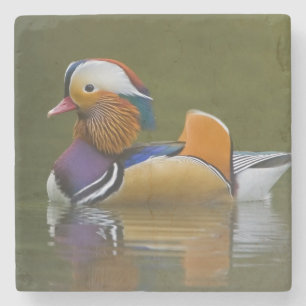 Wildes Mandarinen-Enten-AIX galericulata) auf Steinuntersetzer