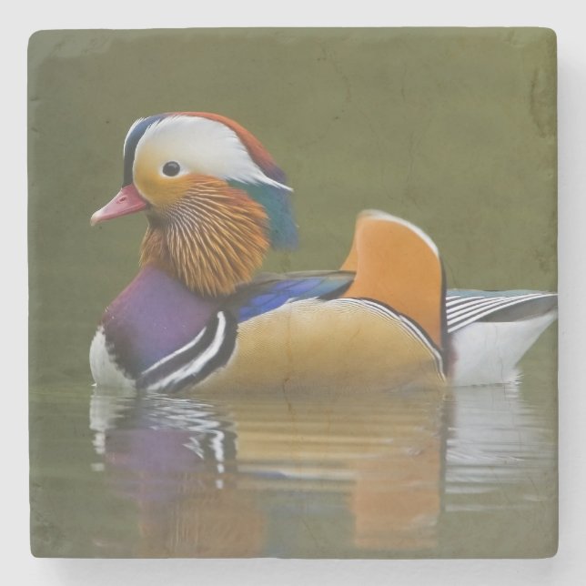 Wildes Mandarinen-Enten-AIX galericulata) auf Steinuntersetzer (Vorderseite)