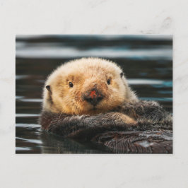 Wildes Meer Otter Portrait Postkarte