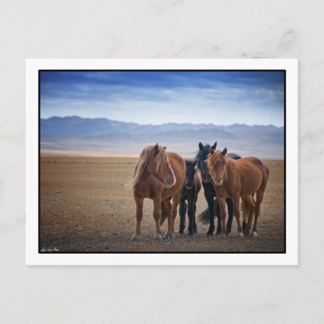 Wildes mongolisches Pferd, Gobi Wüste Postkarten (Vorderseite)