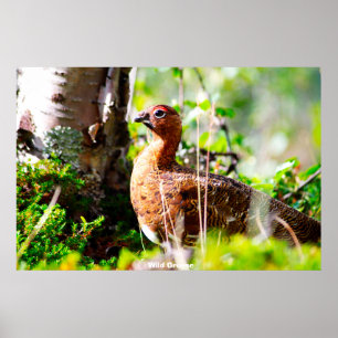 Wildes Moorhuhn Poster