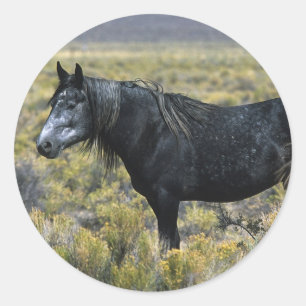 Wildes Mustang-Pferd in der Wüste Runder Aufkleber