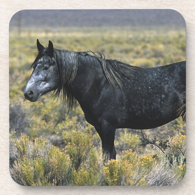 Wildes Mustang-Pferd in der Wüste Untersetzer (Vorderseite)
