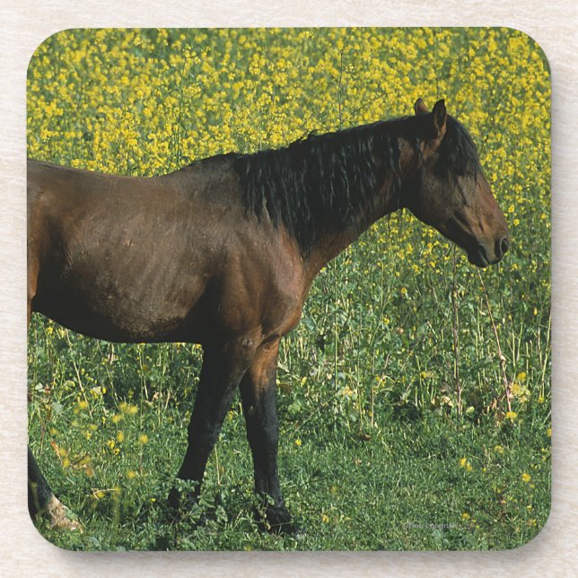 Wildes Mustang-Pferd stehend in den Blumen Untersetzer (Vorderseite)