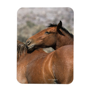 Wildes Mustang-Pferdeberühren Magnet