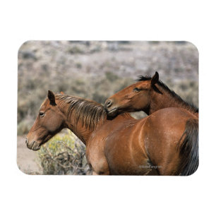 Wildes Mustang-Pferdeberühren Magnet