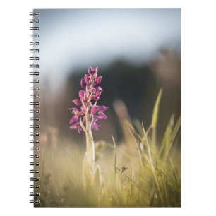 Wildes Orchideen-Naturfoto Notizblock