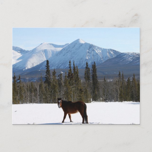 Wildes Pferd auf dem Alaska Highway Postkarte (Vorderseite)