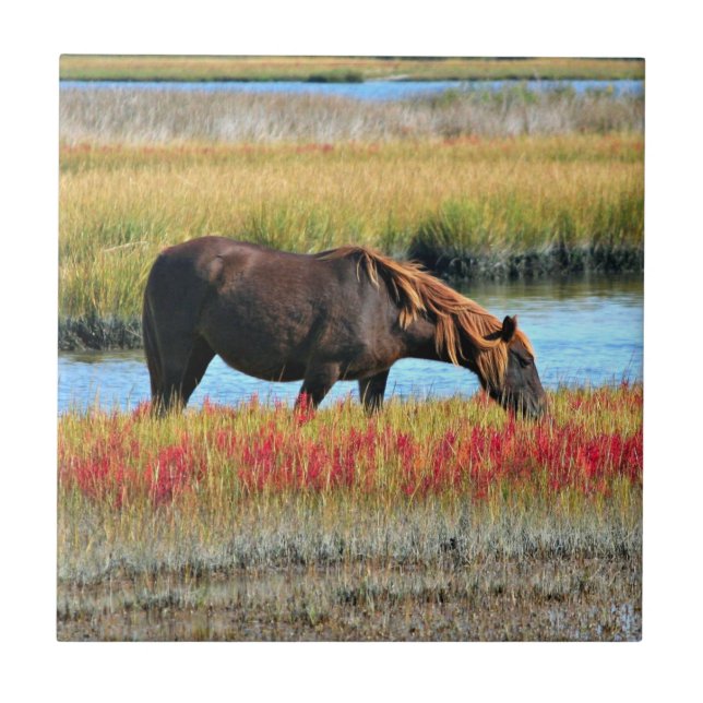 Wildes Pferd, das auf dem Feld isst Fliese (Vorderseite)