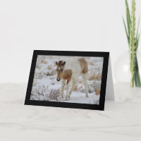 WILDES PFERD DER UTAH-FOHLENonaqui-GRUSS-KARTE