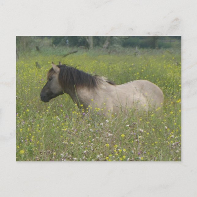 Wildes Pferd im Feld DIY Blume Postkarte (Vorderseite)