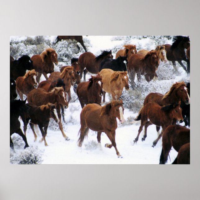 Wildes Pferd läuft auf Schnee Poster (Vorne)
