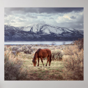 Wildes Pferd: Nevada Winterlandschaft. Poster