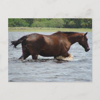 Wildes Pferd Postkarte