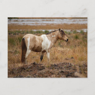 Wildes Pferd Postkarte