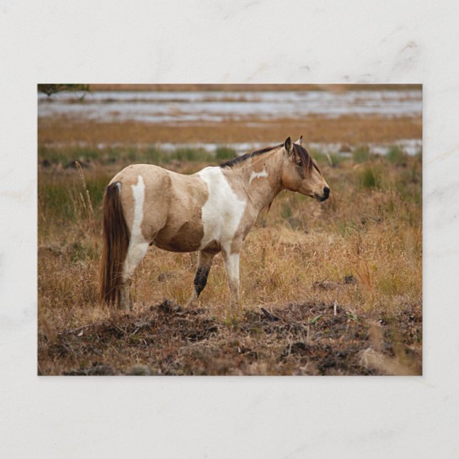 Wildes Pferd Postkarte (Vorderseite)