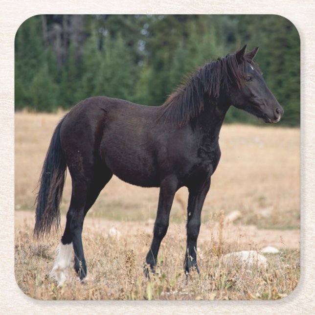 Wildes Pferd Rechteckiger Pappuntersetzer (Vorderseite)
