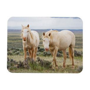 Wildes Pferd Roaming auf dem Priaire von Cody Magnet