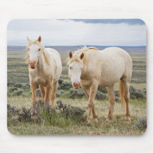 Wildes Pferd Roaming auf dem Priaire von Cody Mousepad