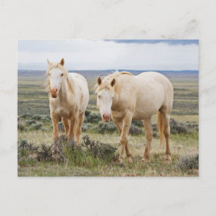 Wildes Pferd Roaming auf dem Priaire von Cody Postkarte