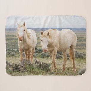Wildes Pferd Roaming auf dem Priaire von Cody Sherpadecke