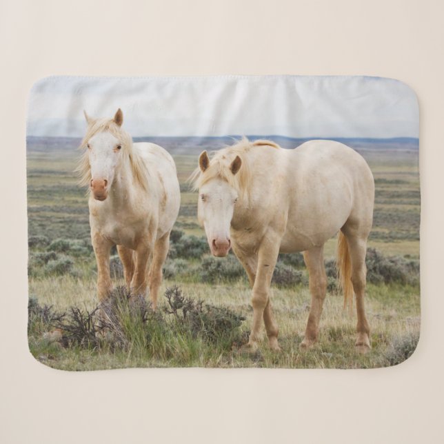 Wildes Pferd Roaming auf dem Priaire von Cody Sherpadecke (Vorderseite (Horizontal))