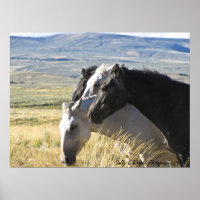 Wildes Pferd Schwarz und Weiß-Band-Druckplakat