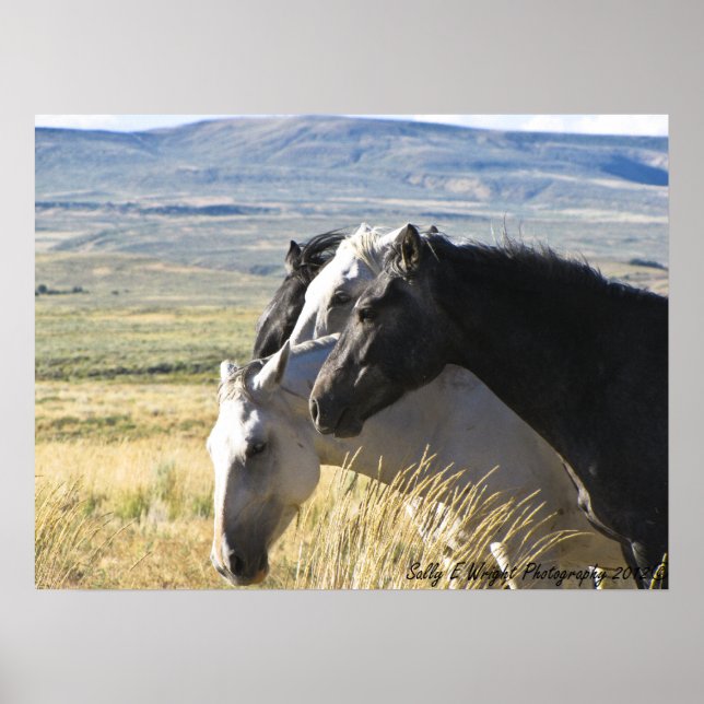 Wildes Pferd Schwarz und Weiß-Band-Druckplakat Poster (Vorne)