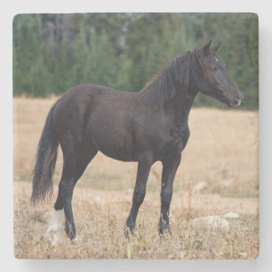 Wildes Pferd Steinuntersetzer