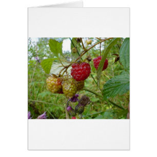 Wildes Raspberri
