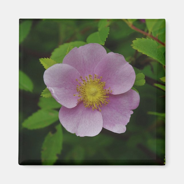 Wildes Rosa-Rose Magnet (Vorne)