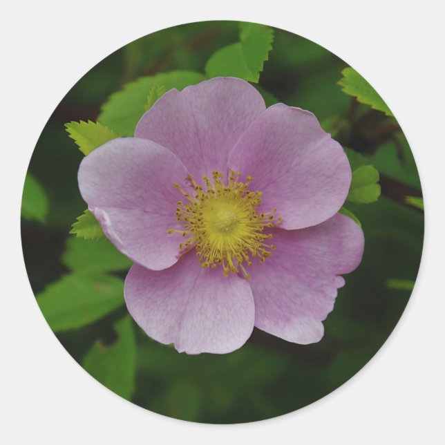 Wildes Rosa-Rose Runder Aufkleber (Vorderseite)