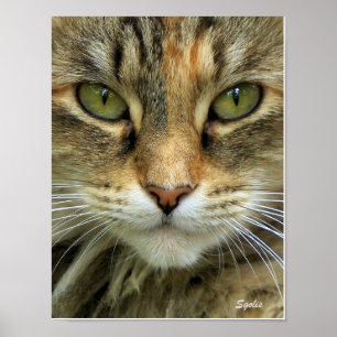 Wildes Tabby-Katze mit grünen Augen Porträt Druck Poster