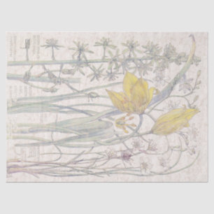 Wildes Tulpe-Wildblume-Blumen-Seidenpapier Seidenpapier
