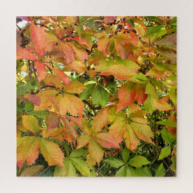 Wildes Weinstock-Blätter des Herbstes (Vertikal)