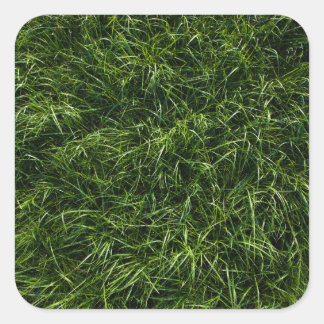wildes, widerspenstiges, tiefes Gras (in der Nähe) Quadratischer Aufkleber