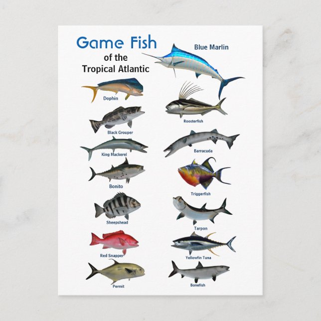 Wildfische im tropischen Atlantik  Postkarte (Vorderseite)