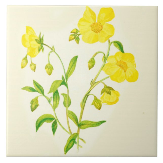Wildflower Country Kitchen Ceramic Tile Buttercups Fliese (Vorderseite)