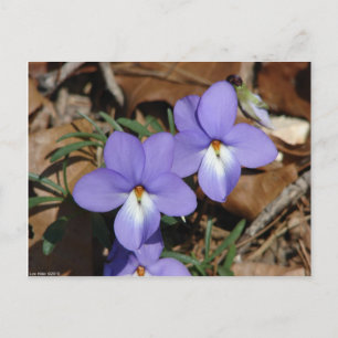 WildFlowers Birds-Foot Veilchen III Geschenke & Be Postkarte