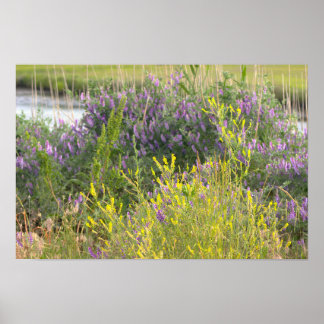 Wildflowers Photo Poster