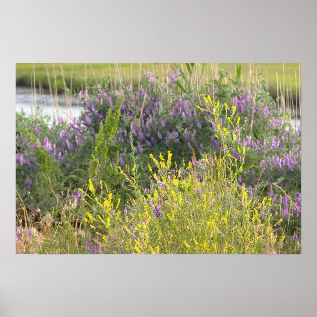 Wildflowers Photo Poster (Vorne)