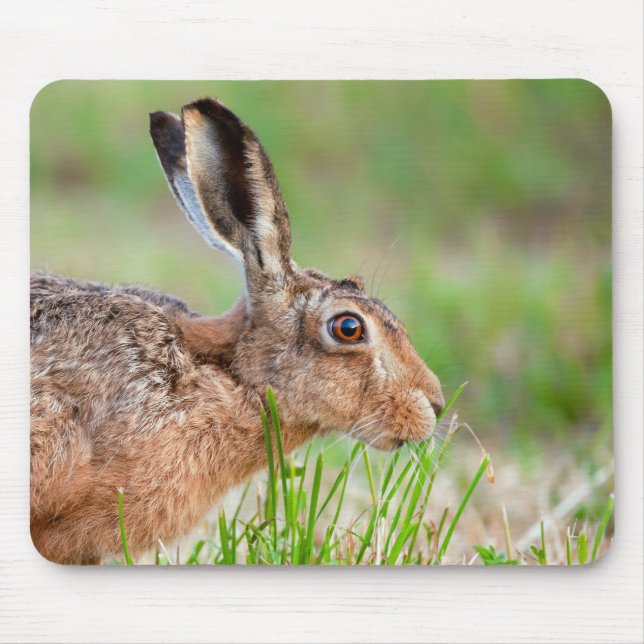 Wildhasen, die im Vereinigten Königreich Gras nah  Mousepad (Vorne)