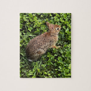 Wildkaninchen im Gras und Klee, Rätsel