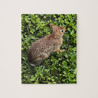 Wildkaninchen im Gras und Klee, Rätsel