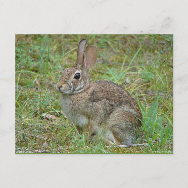 Wildkaninchen Ostküstenschwanz II Apparel & Gesche Postkarte (Vorderseite)