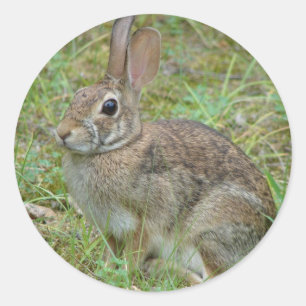 Wildkaninchen Ostküstenschwanz II Apparel & Gesche Runder Aufkleber